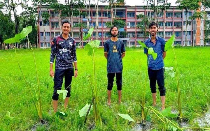 কলেজ মাঠে কচু গাছ রোপণ করে শিক্ষার্থীদের ভিন্নধর্মী প্রতিবাদ